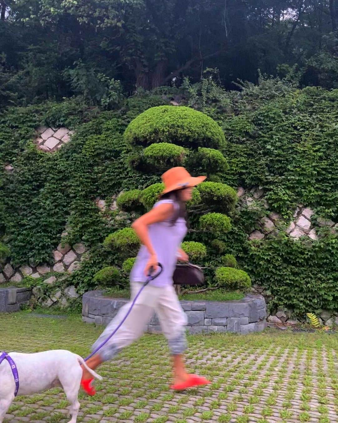 リー・ウネ・ヨンさんのインスタグラム写真 - (リー・ウネ・ヨンInstagram)「산책하기 싫어하는 부부리와🥺」7月31日 20時03分 - leehaeyoung1730