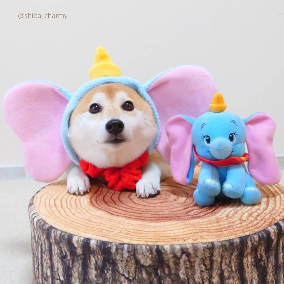 ちゃみさんのインスタグラム写真 - (ちゃみInstagram)「Dumbo  ダンボとチャンボ😁 似合ってる〜？！笑」7月31日 20時40分 - shiba_charmy