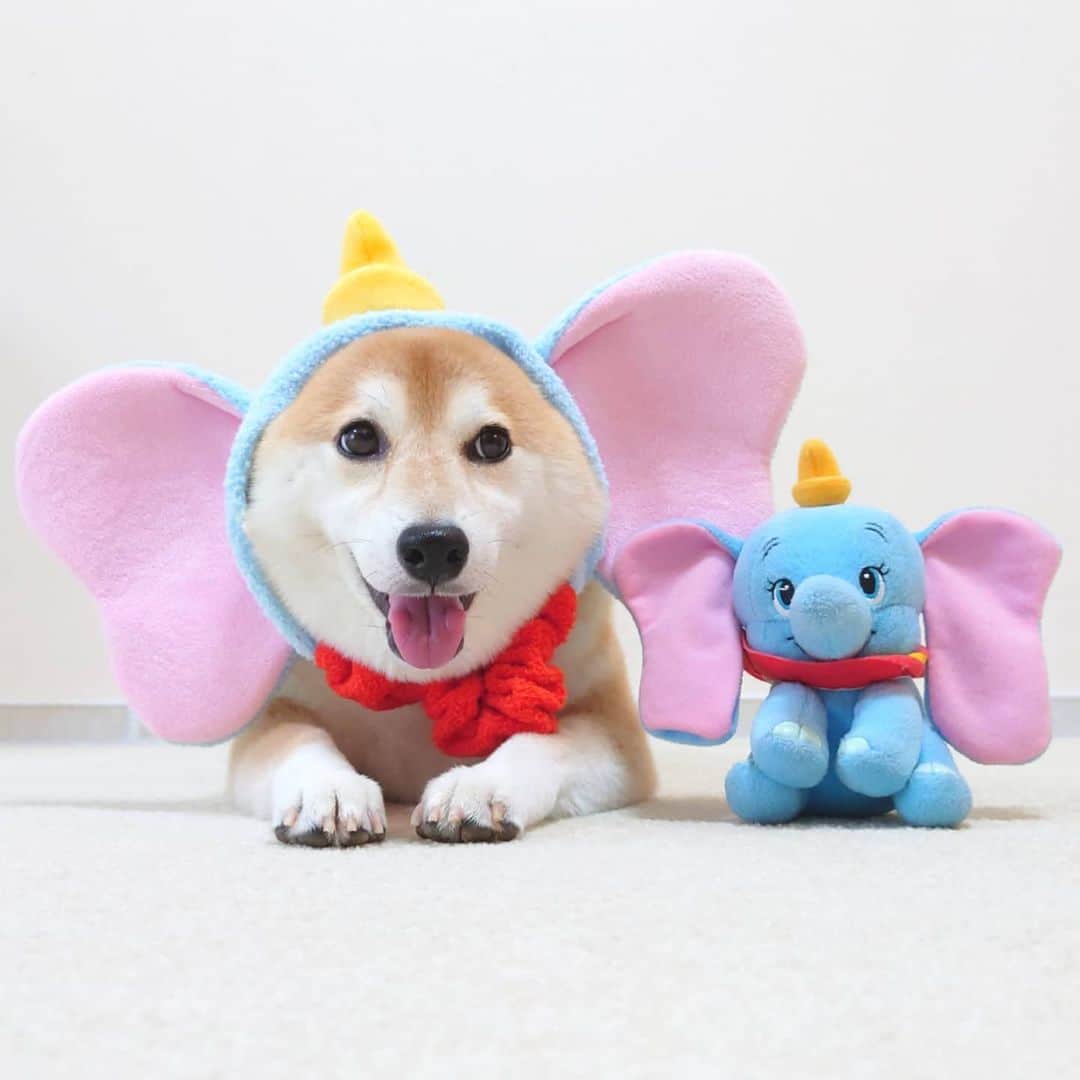 ちゃみさんのインスタグラム写真 - (ちゃみInstagram)「Dumbo  ダンボとチャンボ😁 似合ってる〜？！笑」7月31日 20時40分 - shiba_charmy
