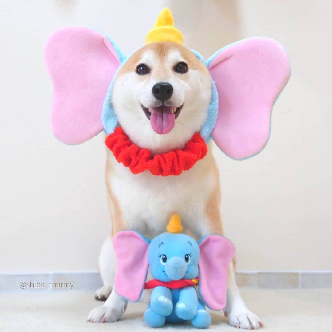 ちゃみさんのインスタグラム写真 - (ちゃみInstagram)「Dumbo  ダンボとチャンボ😁 似合ってる〜？！笑」7月31日 20時40分 - shiba_charmy