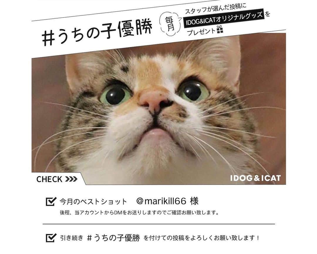 marikill66さんのインスタグラム写真 - (marikill66Instagram)「✼ 紅茶 優勝にゃ😸🏆 * @idogicat さんが #うちの子優勝 の投稿から 紅茶を今月のベストショットに選んでくださり 紅茶のお顔がプリントされた巾着と クリアファイルをプレゼントしていただきました🤗✨ * うちの子グッズがいただけるとは思ってなかったので めっちゃ嬉しかったです😍 宝物が増えた⭐️ * ありがとうございます❤️ * * #ねこは人を笑顔にする #メイクにゃーと #部屋ねこmiawmiaw2020 #シマホネコダスケ #シマホ日本猫部 * #catsofinstagram #instacat_meows #IGersJP #rakutenpet #nyancon01 #mmts_nekotomo #無敵の親バカ同盟 #関西ねこ部 #ふわもこ部 #ペコねこ部 #ペトこと猫部 #peppyフォト部 #スタペグラム #ねこのきもち #サンデイ #朝ワンコ夕ニャンコ #ペトラフ #今日のうちの子 #我が家のキャティーマン * #fukukocha #marikill66_0731 #fukukohakushinchaitems #fukukohakushinchacongrats」7月31日 20時58分 - marikill66