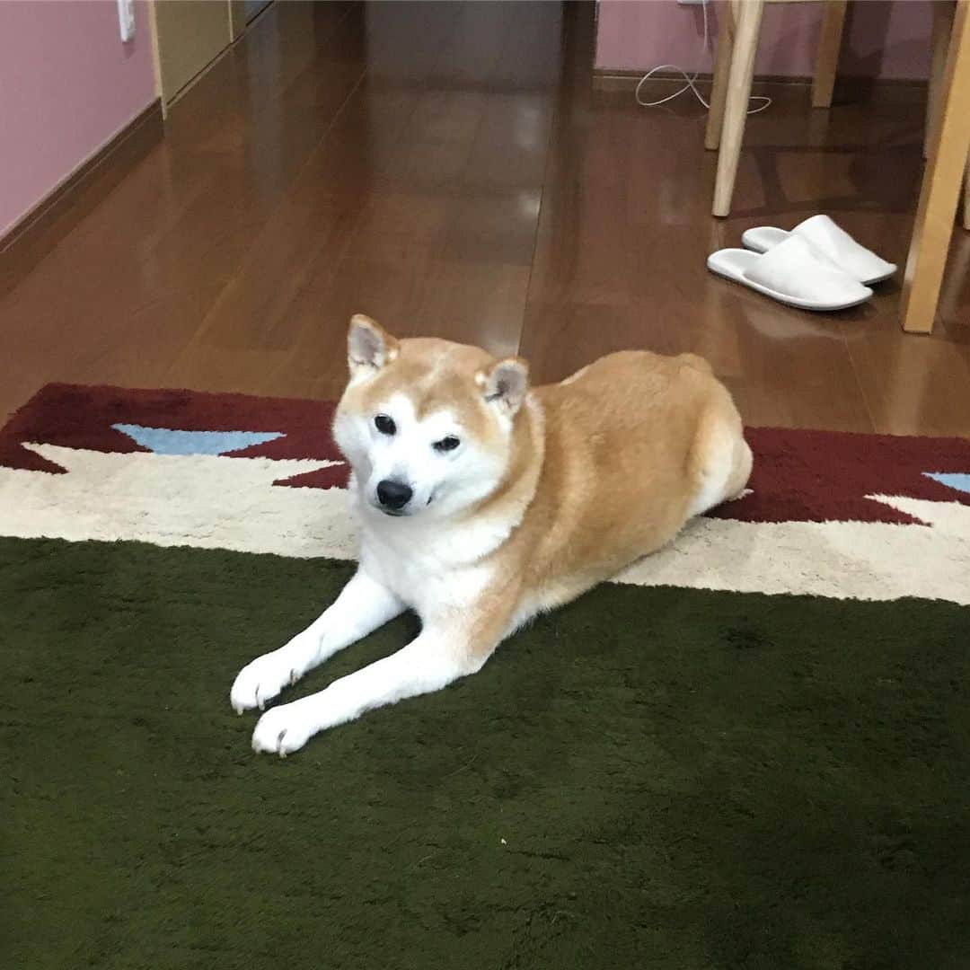 HALFBYのインスタグラム：「亀のにおいする🐢」