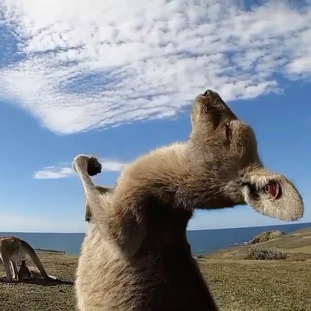 WildLifeのインスタグラム：「This kangaroo is loving life, enjoying a good old fashioned tummy tickle in the sun. 🦘☀️ Video by @wavestowildernessexperiences, via @australia.」