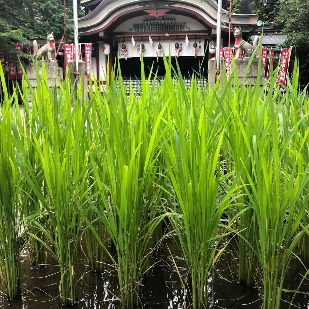 ヨネスケさんのインスタグラム写真 - (ヨネスケInstagram)「西早稲田、水稲荷神社の稲穂がこんなにも大きくならました。 #水稲荷神社#西早稲田#奉納稲穂」7月31日 21時40分 - yonesuke5656