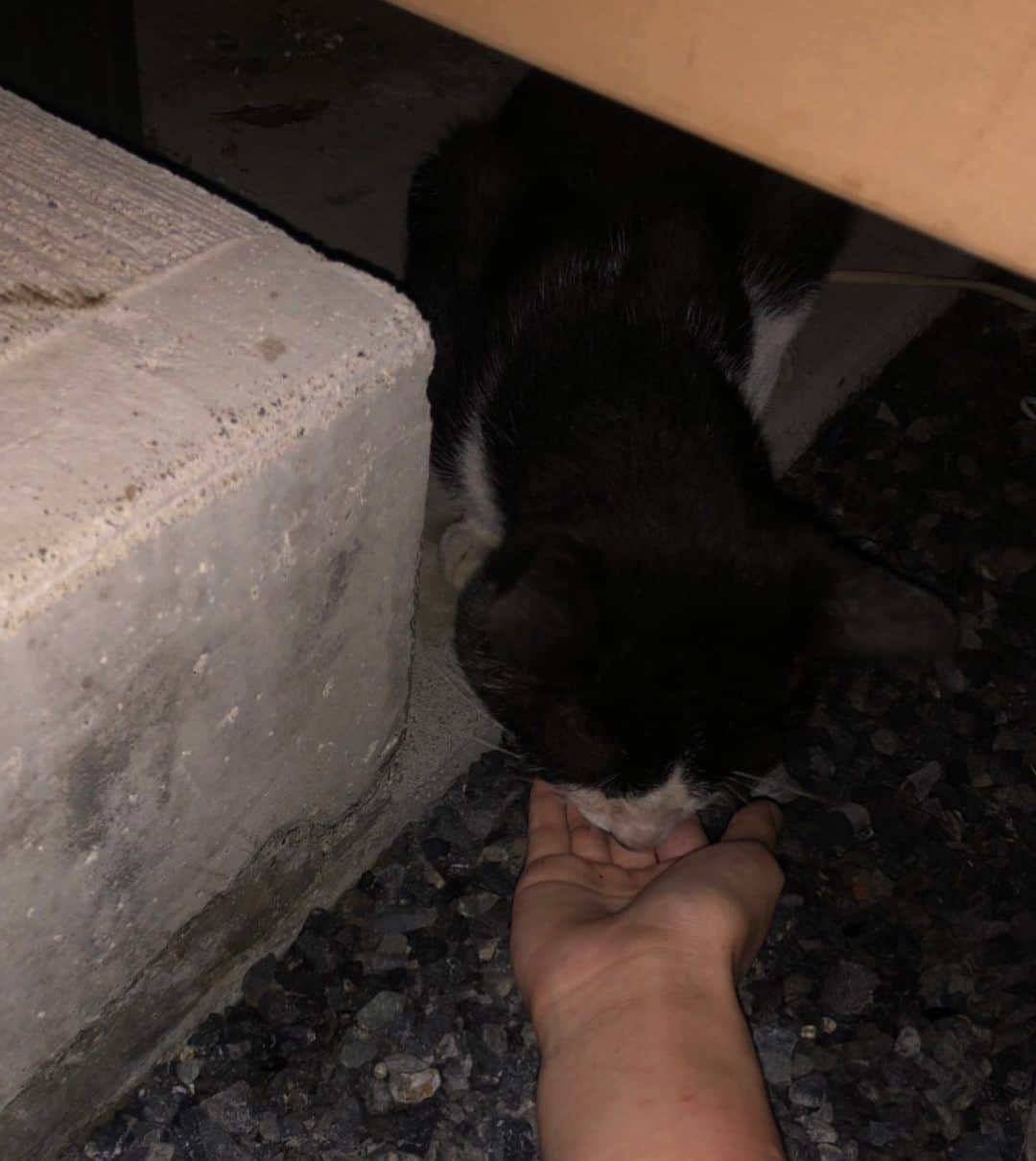 中野みやびのインスタグラム：「仲良くなれました！！ 名前はきゅろです  #野良猫 #きゅろ #ぶち #ねと #の #お友達 #friend #cat #可愛い #cute #可愛い #猫 #ねこ #ねこすたぐらむ #元気 #wawawa #みやび」