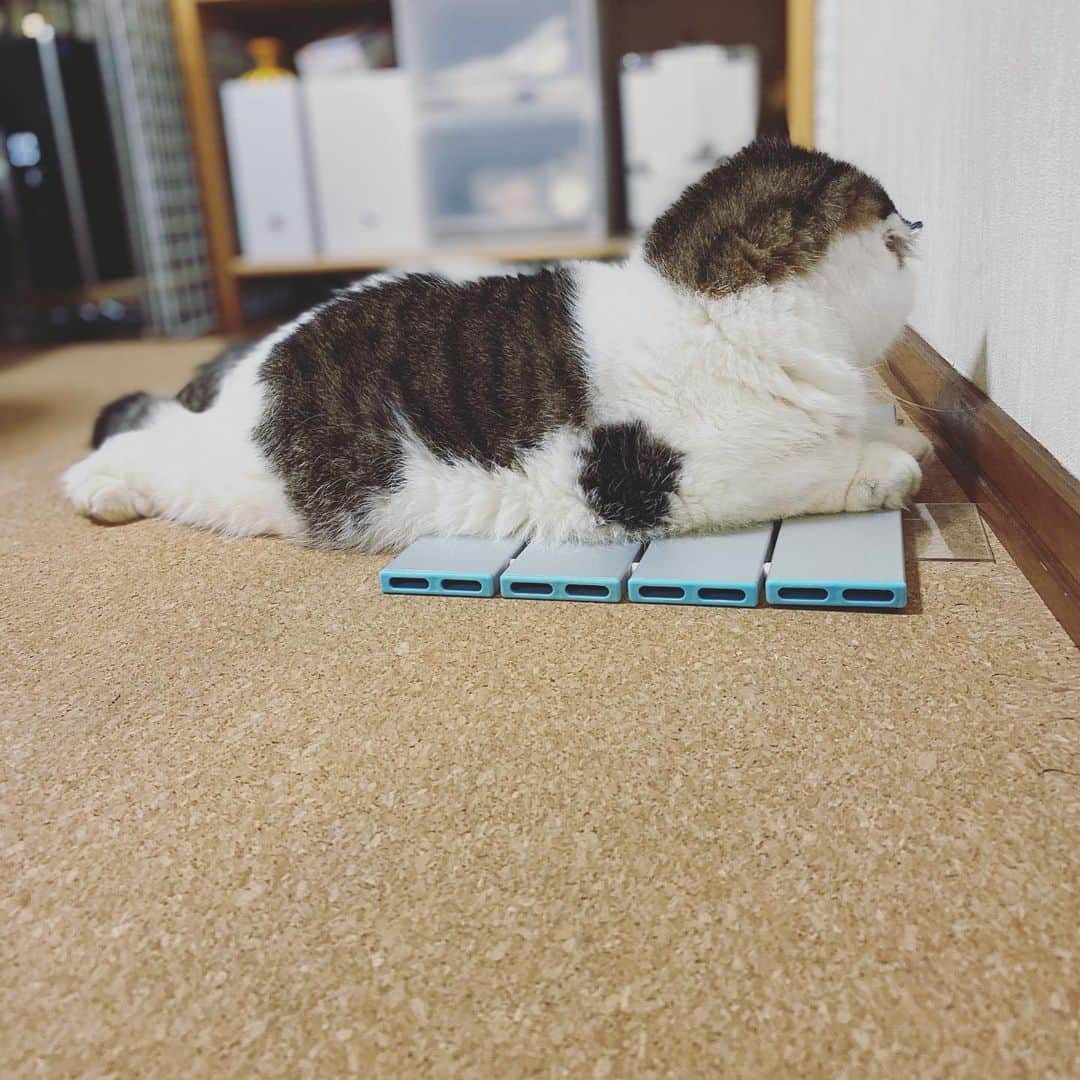 8n21のインスタグラム：「シャッター音がすると顔を背ける #頭の柄が海苔 #cats #ねこ部」