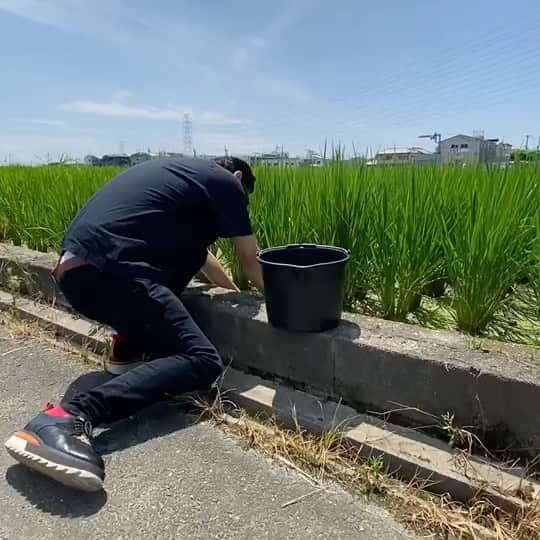 宮田麺児のインスタグラム：「田んぼの土で　ピカピカの泥だんご作ります。  #山田錦 #田んぼ #酒米 #稲 #日本酒 #泥 #土 #泥だんご #ガーデニング」