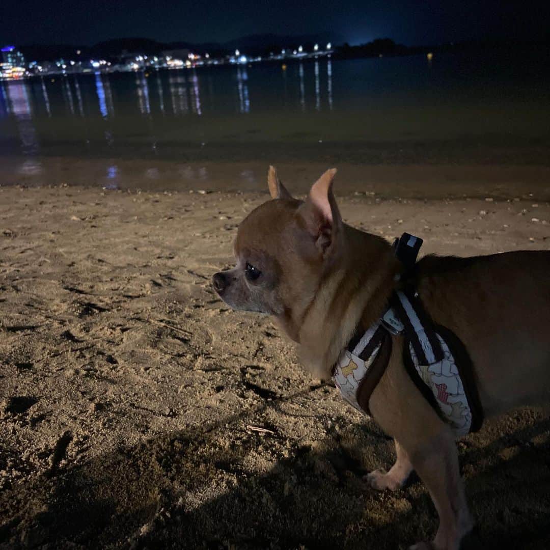 奥菜恵のインスタグラム：「밤 산책 🌊🐶🌙#dogatthebeach #dogstagram #개스타그램」