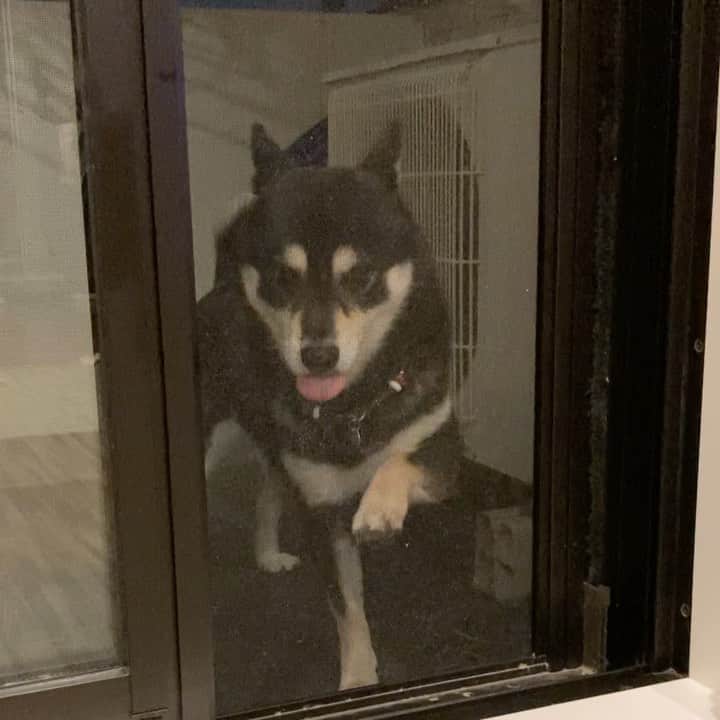 vo_coのインスタグラム：「🐕🐈 ① 夜になるとこたつさんは外（バルコニーorベランダ）に出たいと催促することが多いのです 大抵は数分で「もう中に入れなさいよ！」と窓ガラスや網戸をカリカリやってくるのですが…たまに長期滞在になることもあります 飼い主がぼーっとしてるタイミングとそれが重なると、「朝まで外に出したまま忘れてたーーーっ！」てことが実はこれまで2-3回ありました😂 ② 先日そろそろ寝ようかという23時半過ぎ、網戸を開けろという催促の気配が…💦 あれ、またこたつ締め出してたっけ？と思って見てみたら、そこには見知らぬ猫が！…ね、猫⁉️ めっちゃ人馴れしてて、「ねえ、開けてよ！」と顔を覗き込んでくる…！  ③ 窓を開けてみたら、当たり前のように入ってきた😂 とりあえずこたつを寝室から出てこないようにして、この子をどうするか…たぶん上の階の子なんだけとこの時間だから明日の朝まで保護するか…でも猫の扱い全くわかんないしなぁ… 首輪してたけど電話番号とかは書いておらず…我々夫婦も猫の扱い方全くわからんしなぁ… ということで、とりあえず写真撮って上の階の部屋をピンポンしたら、案の定そこの子でした😂 知らない家で一晩過ごさずにおうちに帰れてよかったね！ またいつでも来ていいよー * #連れ帰られる時めっちゃ抵抗して怒ってたw #猫 #ねこ #ネコ #ぬこ #shibastagram #instashiba #shiba #shibainu #黒柴 #柴犬」