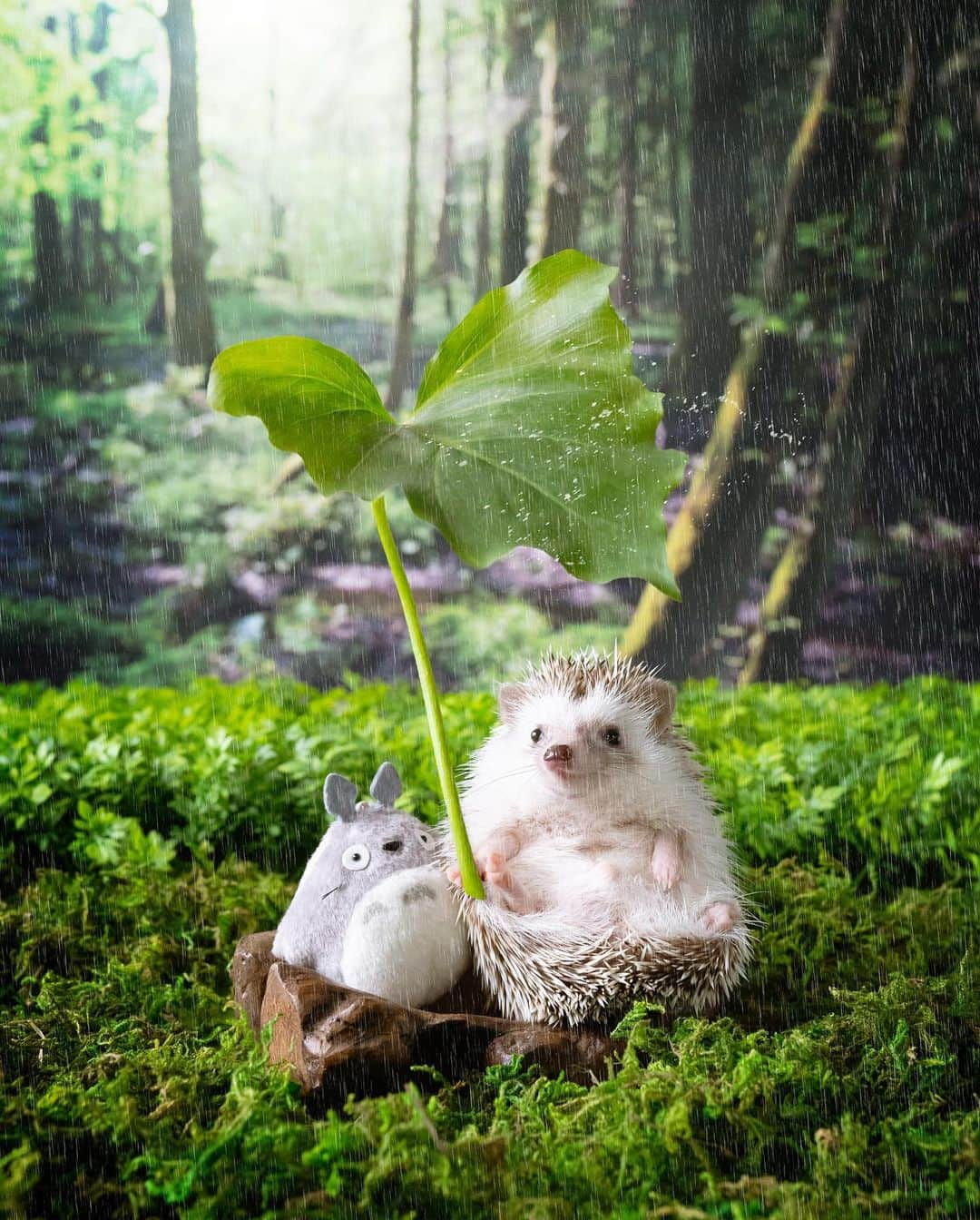 ダーシーさんのインスタグラム写真 - (ダーシーInstagram)「The rain will stop soon💙 *Photoshopped」7月31日 22時24分 - darcytheflyinghedgehog