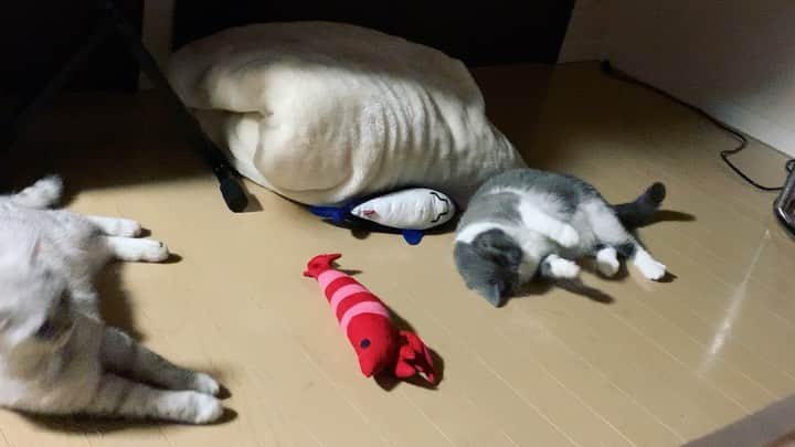 あやみ旬果のインスタグラム