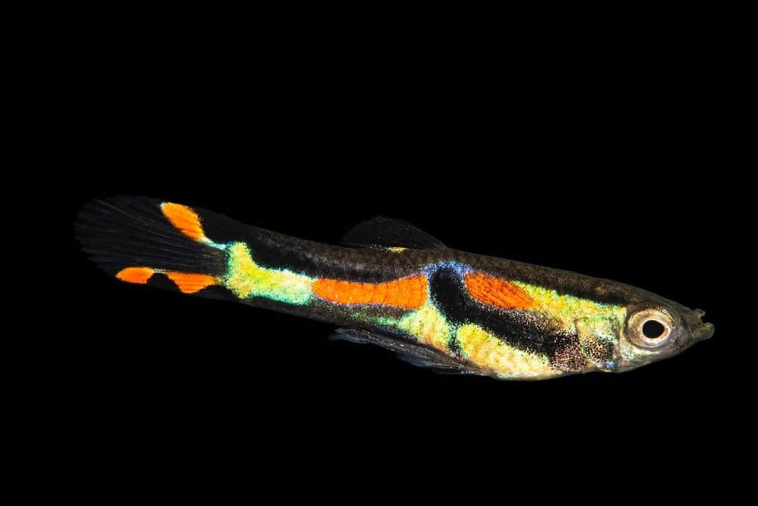 Joel Sartoreさんのインスタグラム写真 - (Joel SartoreInstagram)「This is an Endler fish from Venezuela. First collected in 1937, this species wasn’t rediscovered until 1975 by Dr. John Endler, whom the species is named after. An extremely rare species, these fish are found in only one lake in Venezuela. Natural patterns of this very colorful guppy species are highly variable, but are similar to the fancy guppy often found in pet shops. #endler #fish #guppy #colorful #vibrant #blackbar #PhotoArk #savetogether」7月31日 22時40分 - joelsartore