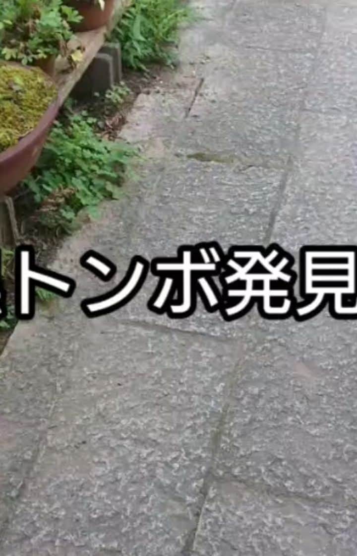 ハンディやしきのインスタグラム