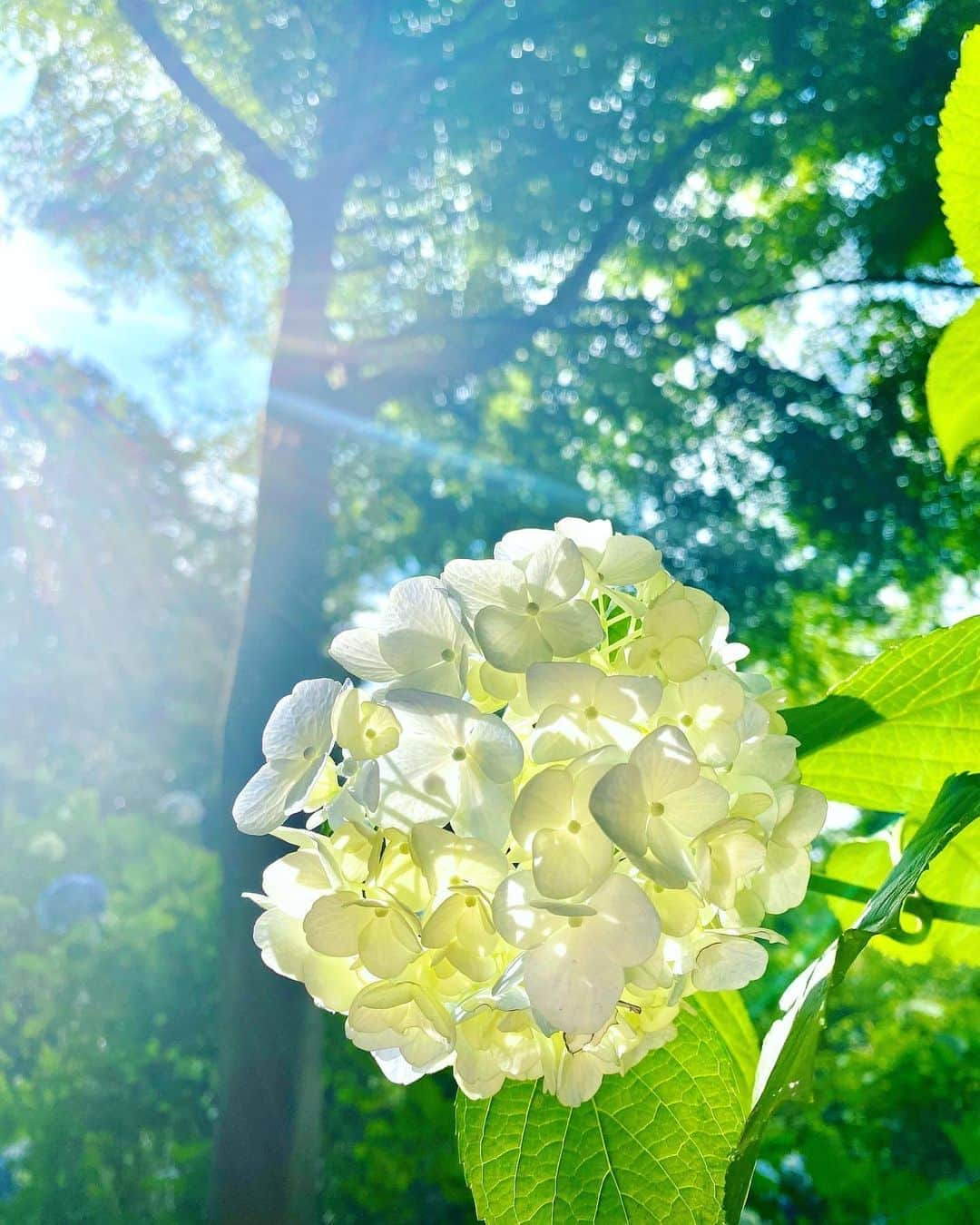 大寺かおりのインスタグラム