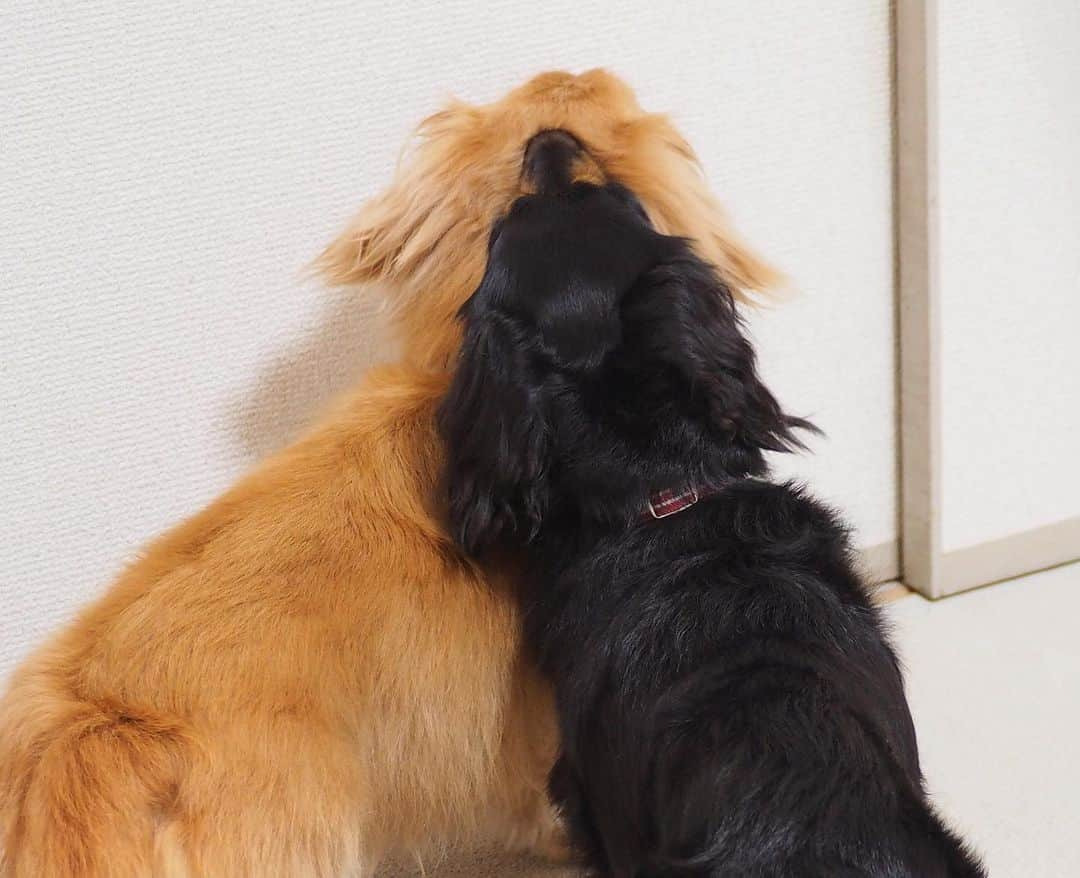 Sora Momoさんのインスタグラム写真 - (Sora MomoInstagram)「出待ちするそらともも🐶🐾🐶 ☺︎ ふすまの向こうにおとうさん 🐶どこがお出かけするんじゃない？ 🐶ここで出てくるの待ってようね って立ったままそらの頭にあご乗せするもも😅 よく見たらそらの後頭部にもも食い込んでない？ ☺︎ #しばらくこのままで待ってた笑#されるがまま#怒らないそら#らぶらぶカップルかよ #出待ち#ふすまはそっち側から開かないんだよね#なのにいつもここ見てる#大ぼけな2人#ツッコミどころ満載#毎日笑える#仲良し#そらともも #ダックス#ミニチュアダックス #dachshund #miniaturedachshund」7月31日 23時15分 - teratera_sorapu_