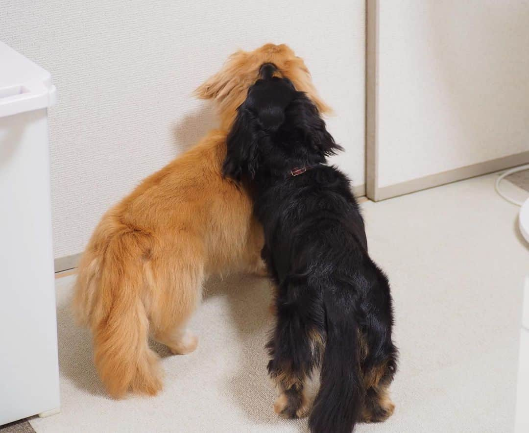 Sora Momoさんのインスタグラム写真 - (Sora MomoInstagram)「出待ちするそらともも🐶🐾🐶 ☺︎ ふすまの向こうにおとうさん 🐶どこがお出かけするんじゃない？ 🐶ここで出てくるの待ってようね って立ったままそらの頭にあご乗せするもも😅 よく見たらそらの後頭部にもも食い込んでない？ ☺︎ #しばらくこのままで待ってた笑#されるがまま#怒らないそら#らぶらぶカップルかよ #出待ち#ふすまはそっち側から開かないんだよね#なのにいつもここ見てる#大ぼけな2人#ツッコミどころ満載#毎日笑える#仲良し#そらともも #ダックス#ミニチュアダックス #dachshund #miniaturedachshund」7月31日 23時15分 - teratera_sorapu_