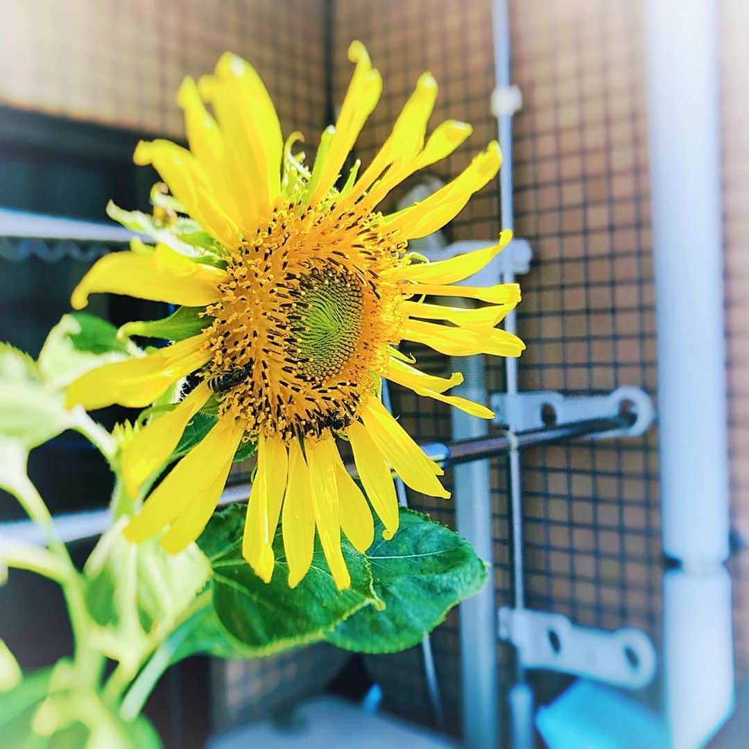 のインスタグラム：「#晴れたね☀️ #ひまわり🌻 #咲いた 覗いてみたら、ミツバチたくさんいたー！！」