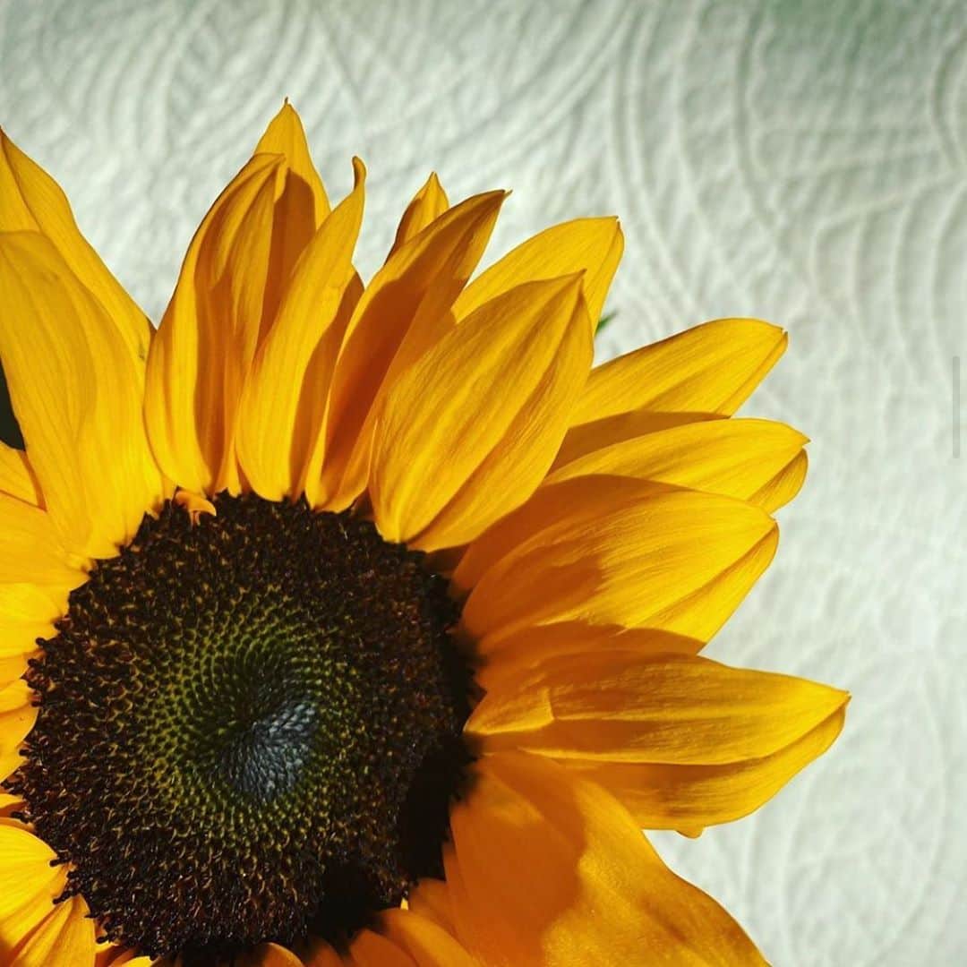 大出千尋のインスタグラム：「. 今日から8月🌻💛 関東もやっとやっと梅雨が明けて、夏がきたね☀️」
