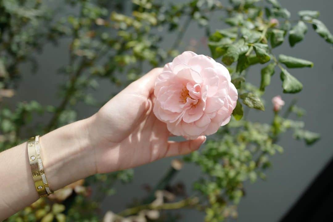 キンバリー・アン・ウォーテマス・ティアムシリのインスタグラム：「My turn 🍃💐🌹🌺🌸🌷🌼🍃」