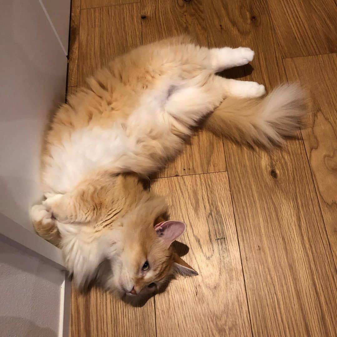 pon_0507のインスタグラム：「2020.08.01  8月もよろしくお願いします😸  #ぽん#マンチカン#だい#ごま#保護猫 #ねこ#ネコ#猫#茶白猫#灰#neko#cat #munchkin#munchkincat #orangecat#gingercat#inscatram #bestmeow#videobyanimals #catsofinstagram」
