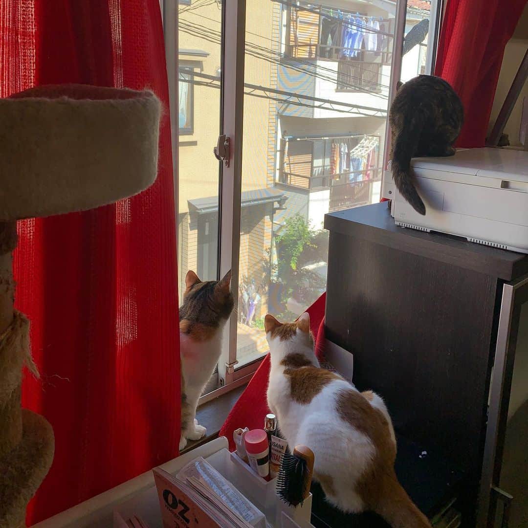 Kachimo Yoshimatsuさんのインスタグラム写真 - (Kachimo YoshimatsuInstagram)「カラス!!!!!! #うちの猫ら #hijiki #oinari #castella #猫 #ねこ #cat #ネコ #catstagram #ネコ部 http://kachimo.exblog.jp」8月1日 9時22分 - kachimo
