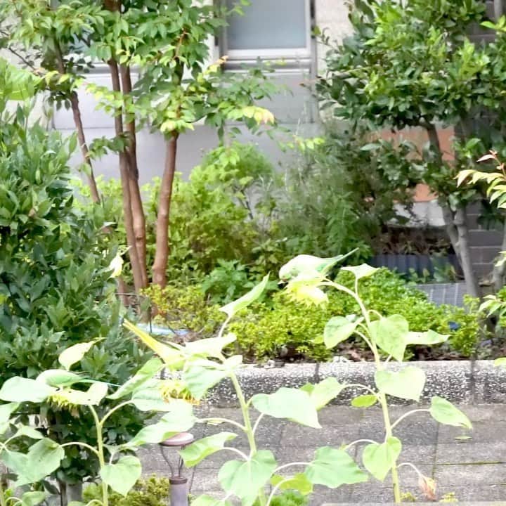 けらえいこのインスタグラム：「今日から８月。窓から見える４本のヒマワリ、それぞれに一羽ずつワカケホンセイインコがとまっていて、慌てて撮りました。初めて見たので最初キレイ✨と思ったけど、なんか、睨まれた😅  #８月 #夏本番」