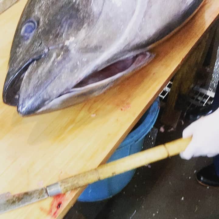 のインスタグラム：「市場では大物の頭がついていると「セミドレス」と呼び頭を外した魚を「ドレス」と呼びます。「ヘッドレス」の「ヘッ」が略されてそう呼ぶそうです更に二枚おろしを「フィレ」1/4に分かれたら「ロイン」と呼んでいます。慣れないとわかりにくい言葉が多いですねー  それにしても豪快なマグロ頭外しですね 頭からは脳天や頬肉などの希少部位がありますーレアな部位は時折大門にある仕入部マグロ課や鶴屋町のマグロバンクのお店に入る事があるので是非！  仕入部　片之坂 #フェス#新橋#マグロ#居酒屋#銀座#京橋#さんま#海鮮丼#刺身#吉祥寺#オイスター#池袋#リゾット#鶴屋町#刺身盛り合わせ#パエリア#渋谷#魚好きと繋がりたい #レモンサワー#ウニ#神楽坂#横浜グルメ#飲酒タグラム #野菜たっぷり#日本酒好きな人と繋がりたい #ドレス#うなぎ#ステーキ #yummy」