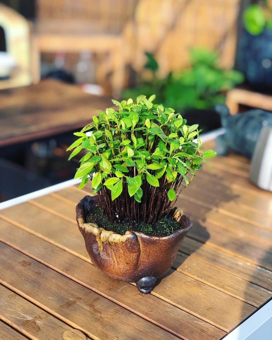 金成公信のインスタグラム：「カマツカ寄せ植え。いいですね。#カマツカ #盆栽 #bonsai #bonsaijapan #japanesebonsai #wabisabi #bonsailovers #bonsailife #bonsaitree #bonsaiart #bonsaigram #bonsaiworld #plants #tree #greenlife #greenlifestyle #苔 #moss #睡蓮 #睡蓮鉢 #ビオトープ #biotope #メダカ #waterlilybowls」