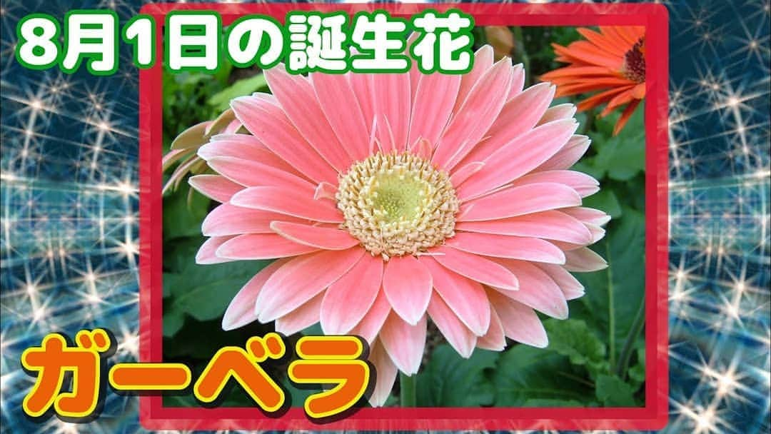 お花くん（神宮寺しし丸）のインスタグラム