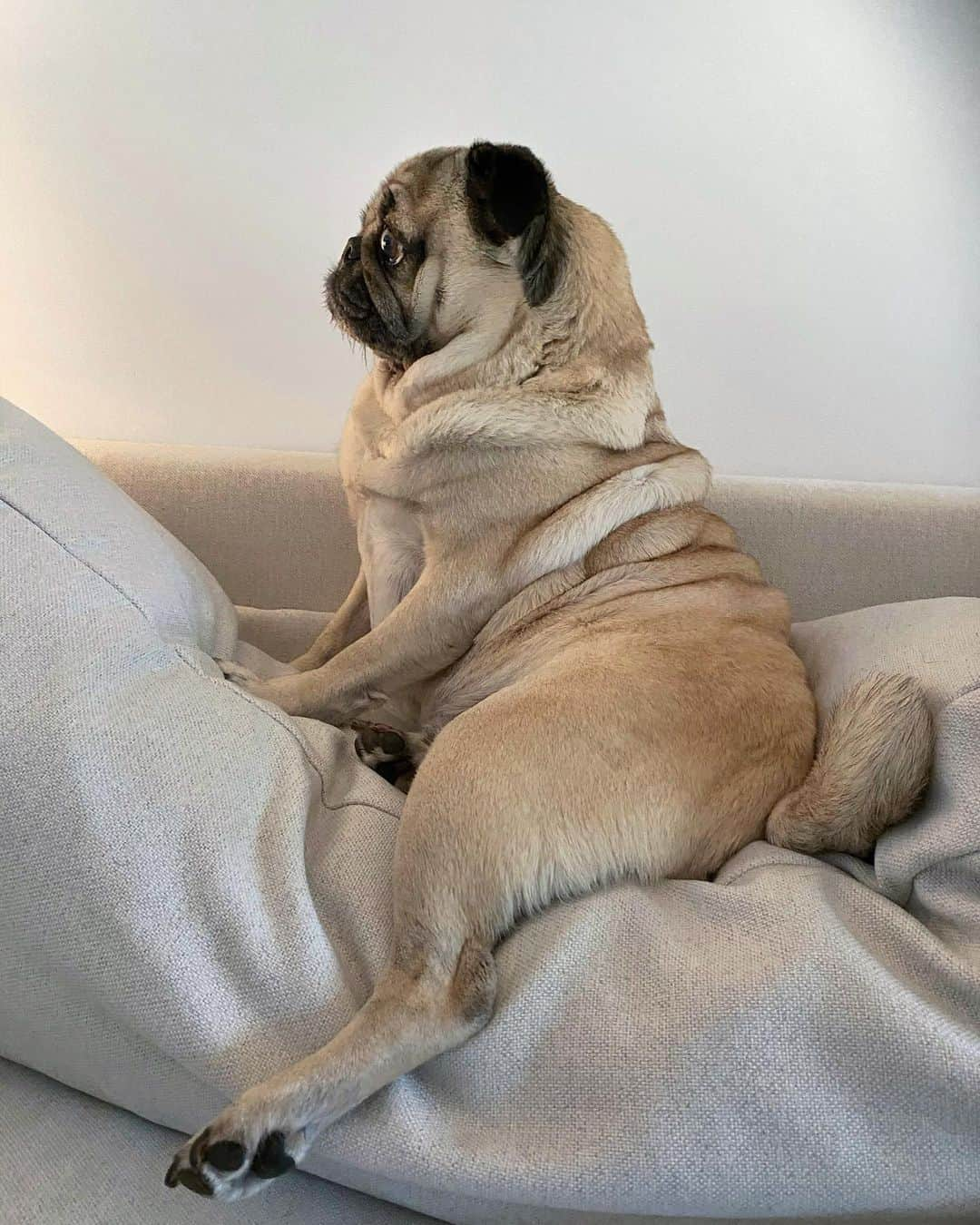 itsdougthepugさんのインスタグラム写真 - (itsdougthepugInstagram)「“Pugs always strike a pose” -Doug」8月1日 1時30分 - itsdougthepug