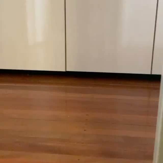 DogsOf Instagramのインスタグラム：「“Wait what???” writes @max_frenchie2020   #fogsofinstagram」