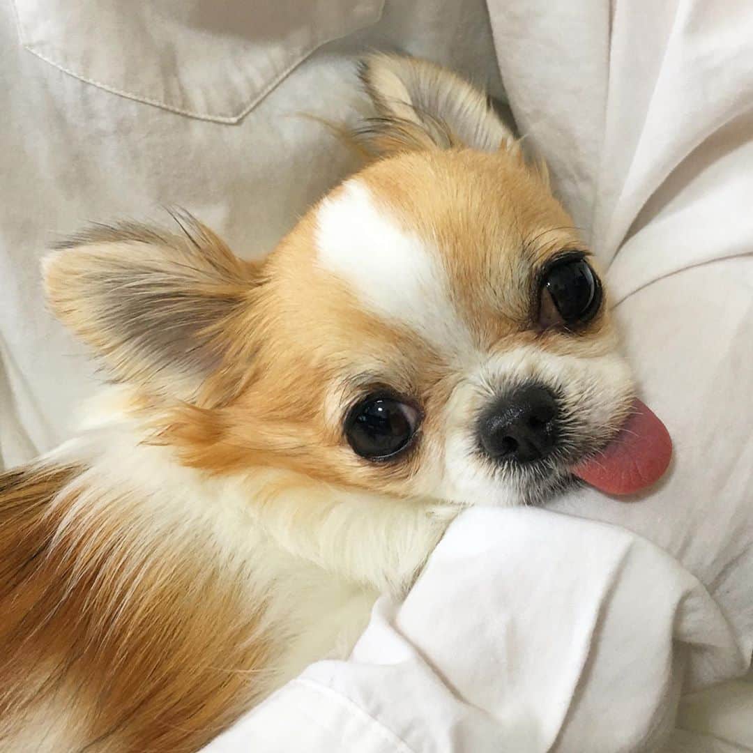 ちまのインスタグラム