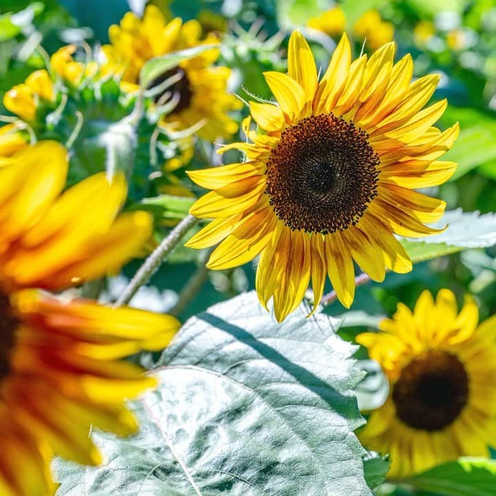 ニューヨーク植物園のインスタグラム