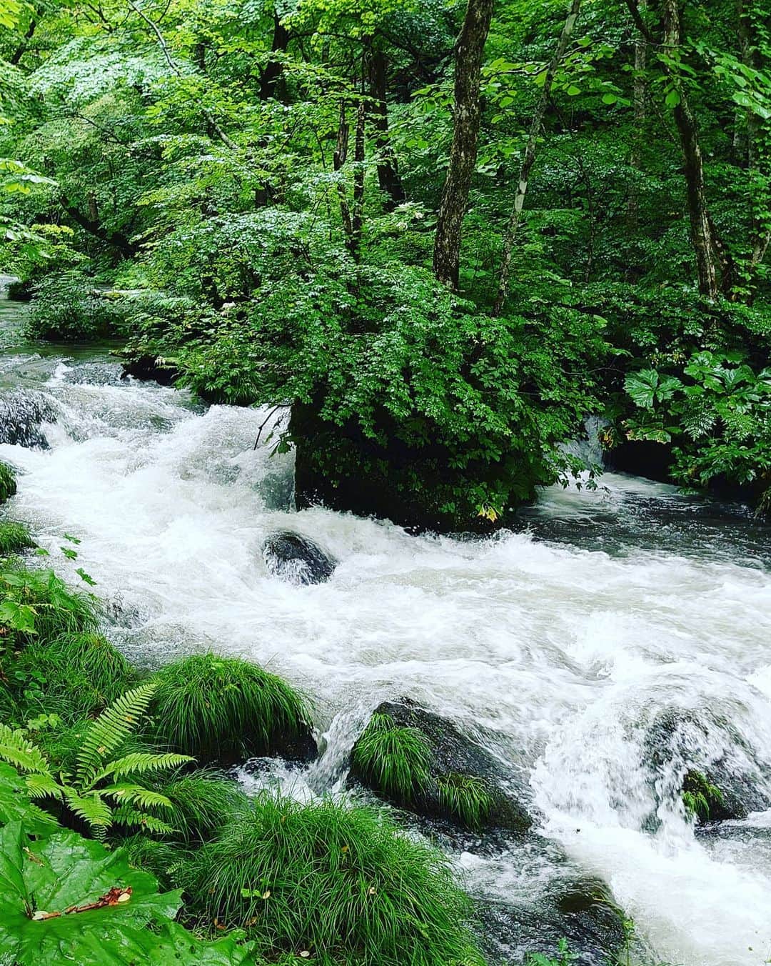 アシヤさんのインスタグラム写真 - (アシヤInstagram)「奥入瀬渓流の素敵な自然本当にすごく感動した！ また秋か春に行きたい！ #奥入瀬渓流 #青森県」8月1日 1時52分 - ashiya74