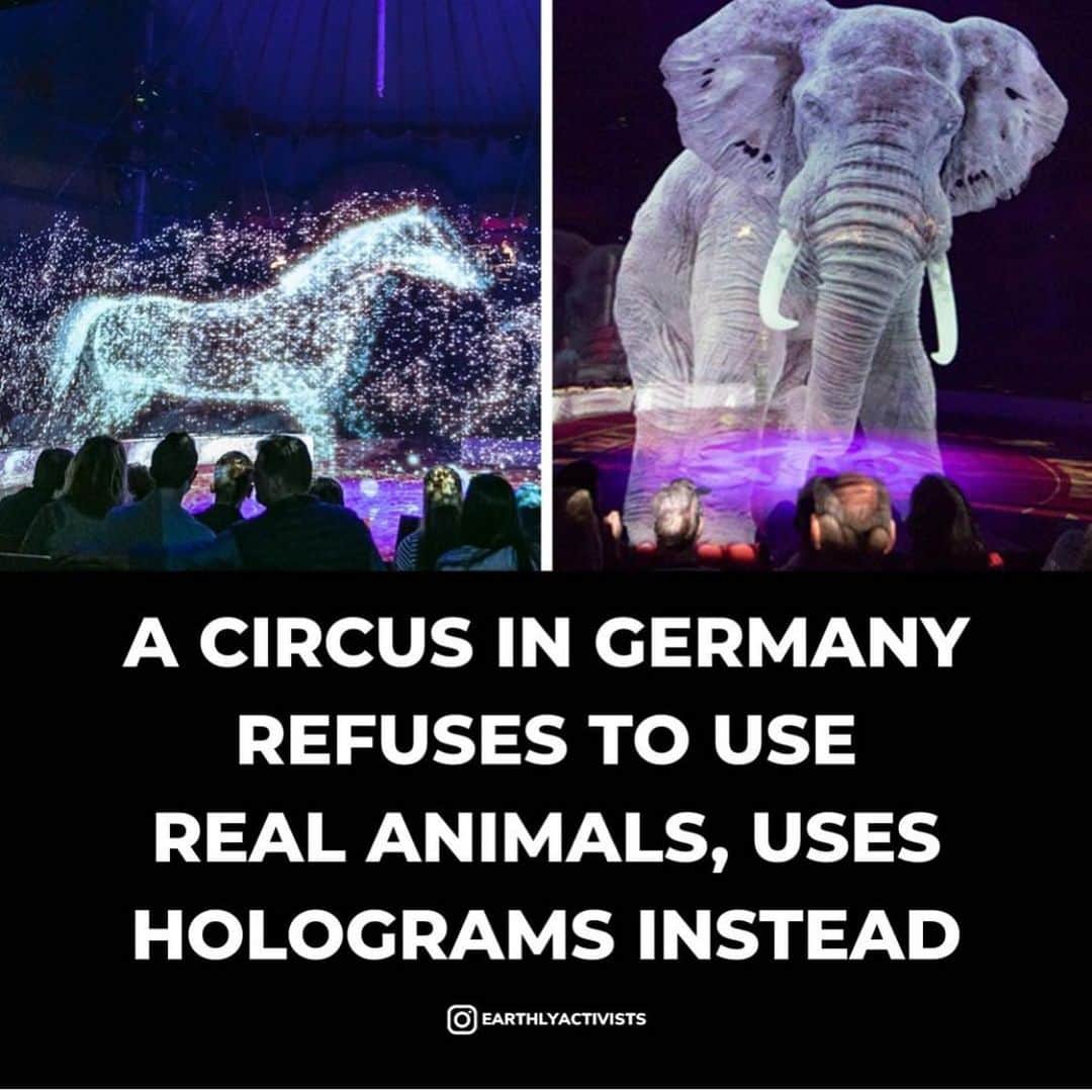 WildLifeのインスタグラム：「A circus in Germany is fighting against animal cruelty by ditching flesh and blood animal performers for holographic ones.⁣ Circus Roncalli has replaced its animal acts with breathtaking 3D projections. The long-running circus says there is too much cruelty in the industry.⁣ ⁣ Circus Roncalli has been a big player in the European circus scene since 1976, but they are turning their back on the use of traditional animals and instead wholeheartedly embracing technology.⁣ ⁣ The spectacular animals are visible from every seat in the room. The circus collaborated with Bluebox to create the stunning visuals. Bluebox chose Optoma projectors to make the cruelty free circus come to life.⁣ ⁣ Eleven ZU 850 laser projectors were used to create the holographic animals that include prancing horses and fierce lions.⁣ Birger Wunderlich at Bluebox stated: “We have been using Optoma projectors for 6 years and have consistently had a very positive experience in price, performance, and reliability. ⁣ ⁣ We needed a high contrast projector with great colors for the 3D effect and the ZU850’s 2,000,000:1 contrast is perfect for this project.”⁣ •⁣ •⁣ 🗣 Well done!! Don't you agree?⁣ •⁣ via @earthlyactivists」
