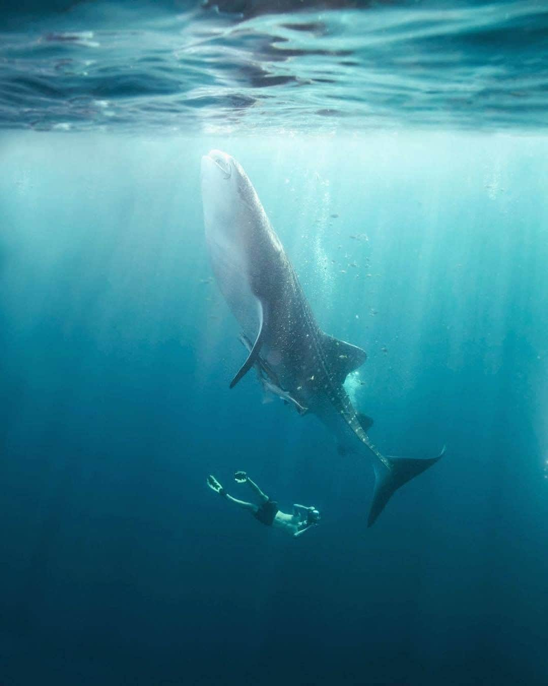 Discoveryさんのインスタグラム写真 - (DiscoveryInstagram)「Would you jump in the water with a whale shark like Mike Corey (@fearlessandfar)?  Get your flippers ready, #SharkWeek starts Sunday Aug 9.   Photo: Ben Hicks (@benjhicks)  #whaleshark #shark #oceanlife #naturephotography #fantastic_earth #floaton」8月1日 2時15分 - discovery