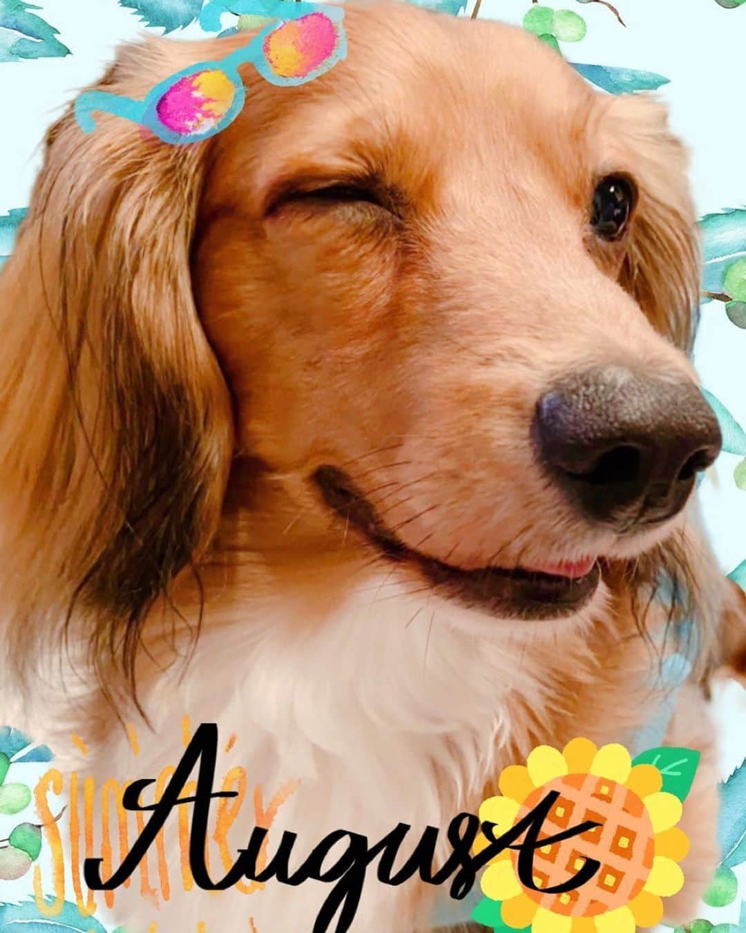 のインスタグラム：「💚  ８月とつにゅ〜🌻  大好きな8月だけど、例年とは違う8月/ 臨機応変に対応出来たらなって思います！  美味しいかき氷🍧1回は食べに行きたいなっっ  #アンク #アンクん #愛犬 #チワックス #チワワとダックスのミックス #犬 #わんこ #ペット #いぬすたぐらむ #犬のいる暮らし #短足部 #dog #Dachshund #mix #Chihuahua #prince #dogsofinstgram #doglover #animal」
