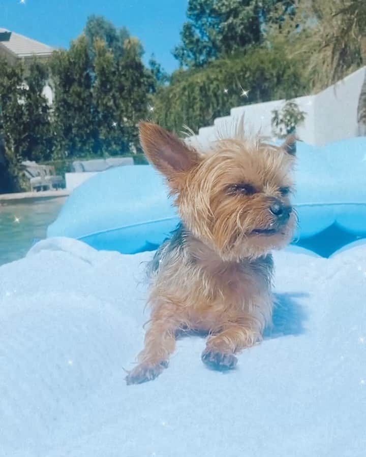 ジェシカ・バーチアーガのインスタグラム：「Wait for it .. lol #noworries #lifeisgood #dogmom」