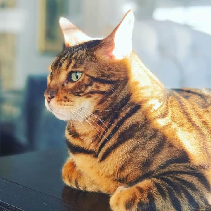 ヘザー・マクドナルドのインスタグラム：「I’m devastated to share with you that our beloved Simba was killed by coyotes Tuesday night. We allowed him to go in our backyard all 6 years that we were lucky enough to share with him. Unfortunately this happened and we are heartbroken. Simba was such a nice, loving, gentle, cat that was never vicious. He equally loved every family member the same and cuddled each of us. We are just devastated. Hug your pets a little tighter tonight.」