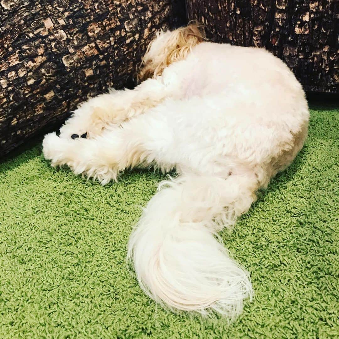 北山陽一のインスタグラム：「おやすみなさい。#きたやまおもち」