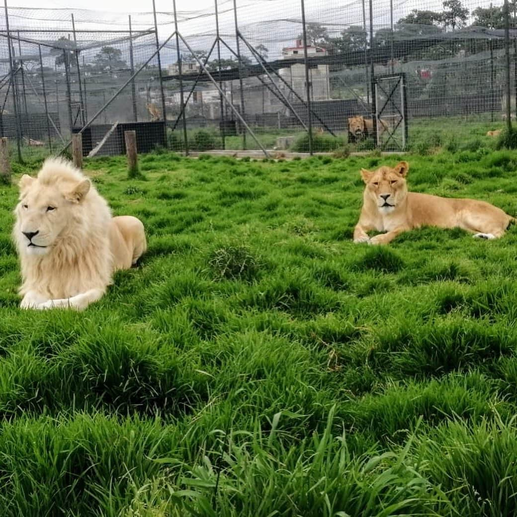 Black Jaguar-White Tiger さんのインスタグラム写真 - (Black Jaguar-White Tiger Instagram)「Slider. Enzo. Goldie. Bond. Rebel. Julio, Montserrat and Jimmy behind them. Michael. Twilo, Ghost and Iceman. Sol. #Stage2bBJWT」8月1日 3時52分 - blackjaguarwhitetiger