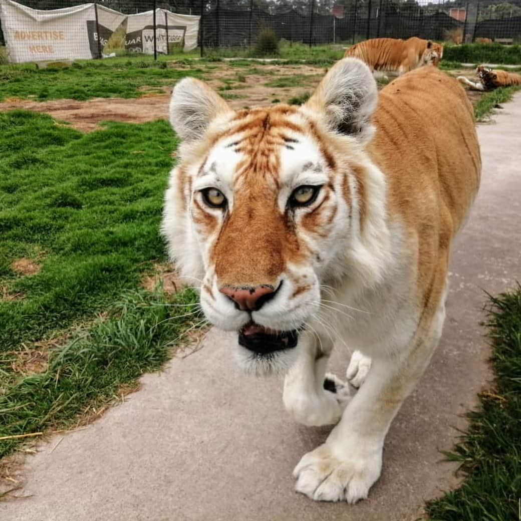 Black Jaguar-White Tiger さんのインスタグラム写真 - (Black Jaguar-White Tiger Instagram)「Slider. Enzo. Goldie. Bond. Rebel. Julio, Montserrat and Jimmy behind them. Michael. Twilo, Ghost and Iceman. Sol. #Stage2bBJWT」8月1日 3時52分 - blackjaguarwhitetiger