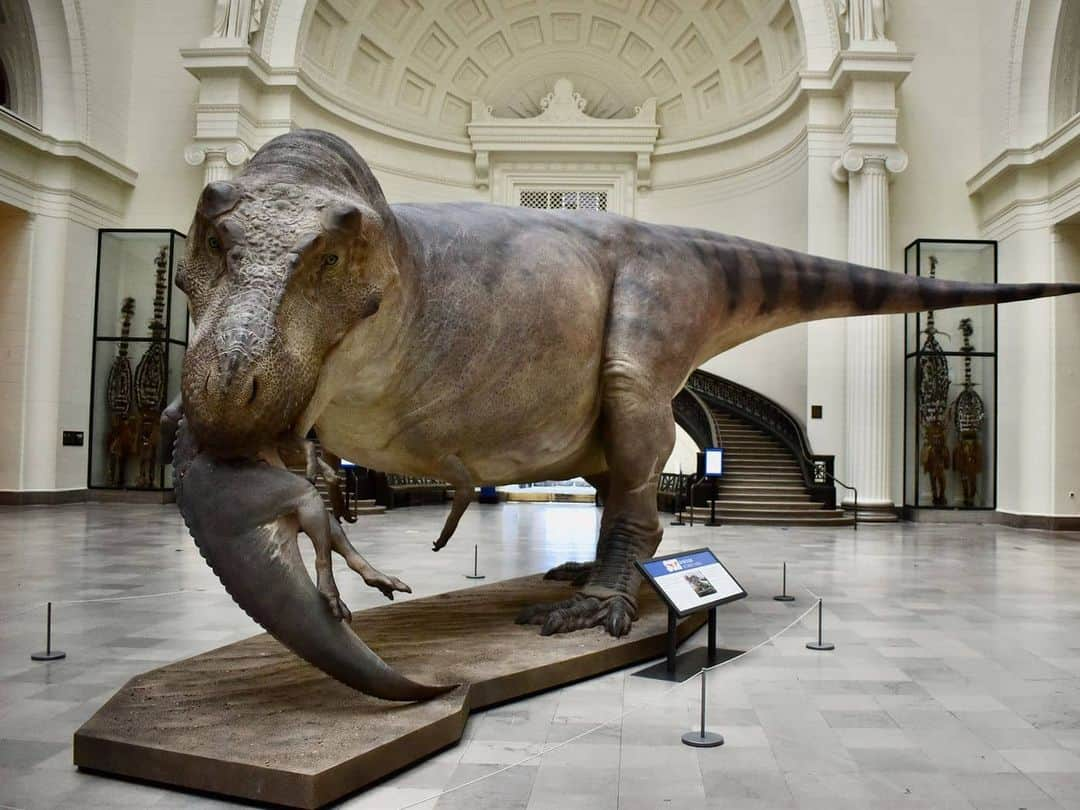 スラッシュさんのインスタグラム写真 - (スラッシュInstagram)「Life size "Sue" installation by @bluerhinostudio temporarily at @fieldmuseum #Sue #trex #chicagofieldmuseum #BlueRhinoStudio iiii]; )'」8月1日 3時57分 - slash