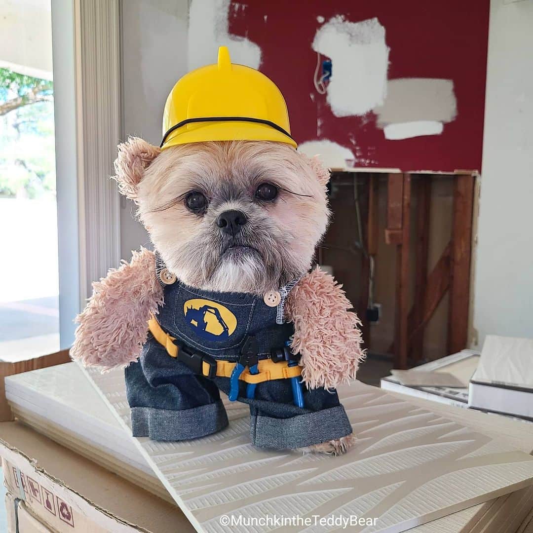 Original Teddy Bear Dogさんのインスタグラム写真 - (Original Teddy Bear DogInstagram)「I'm the forewoman of my new house remodel 🚧👷🐶🐻」8月1日 4時18分 - munchkintheteddybear