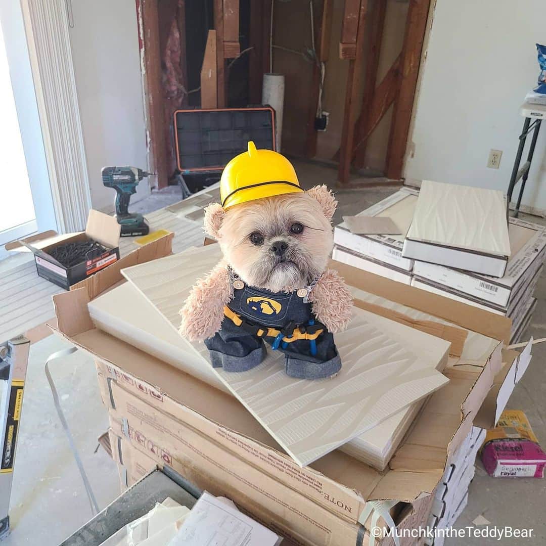 Original Teddy Bear Dogのインスタグラム：「I'm the forewoman of my new house remodel 🚧👷🐶🐻」