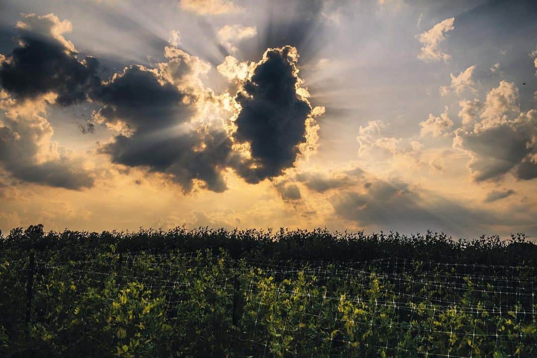 National Geographic Creativeさんのインスタグラム写真 - (National Geographic CreativeInstagram)「Photo by @joshuacogan  Light beams pass through vining pea shoots on the Flores Family Farm in the Northern Neck of Virginia.  The family grows some 200 types of crops throughout a growing season. While many large scale farms that focus on single crops were hit hard by the changes to the food system from the pandemic, a smaller farm like the Flores who had more direct access to their consumers was able to fare far better.  For more images on our relationship to land, environment and food systems follow me @joshuacogan」8月1日 4時36分 - natgeointhefield