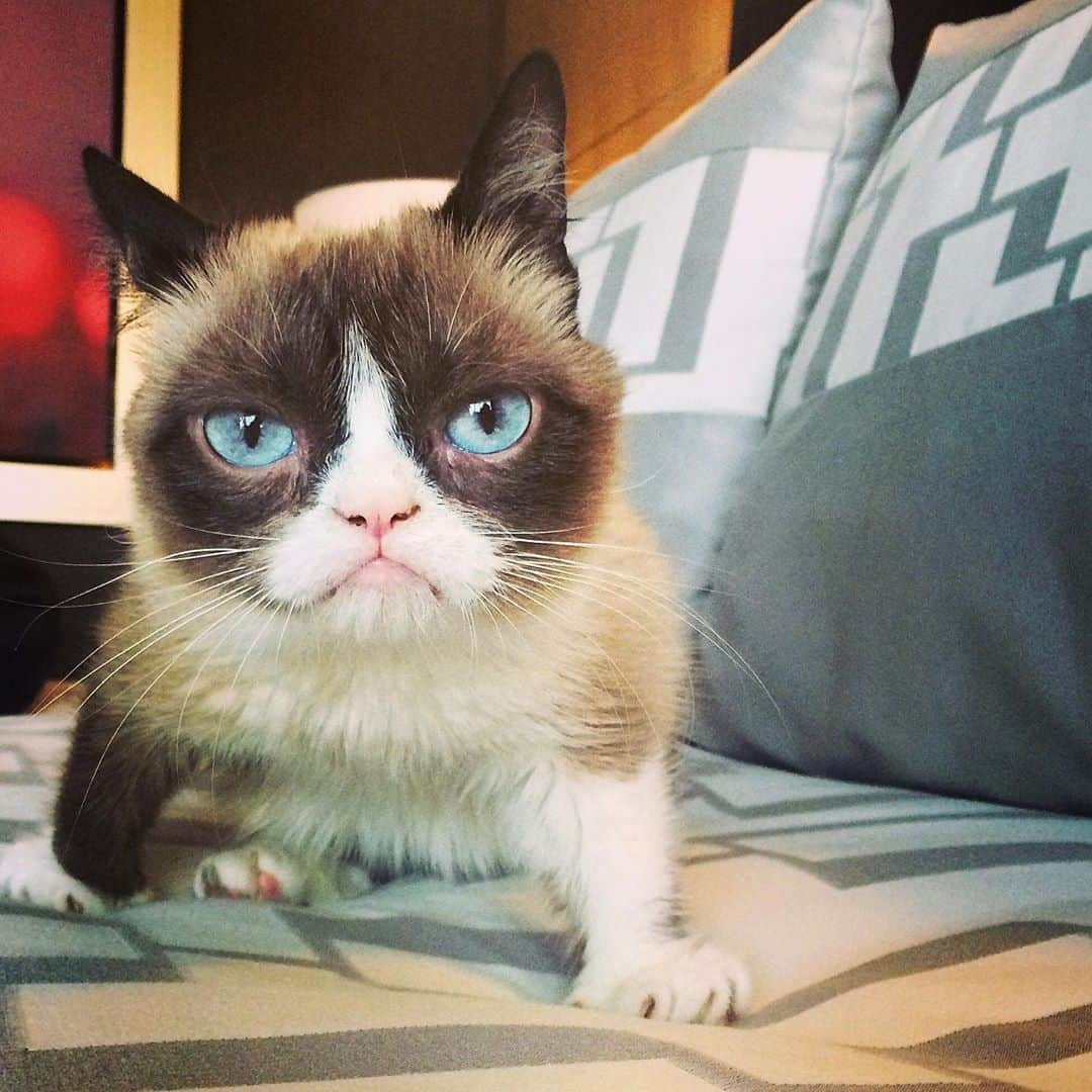 Grumpy Catさんのインスタグラム写真 - (Grumpy CatInstagram)8月1日 5時19分 - realgrumpycat