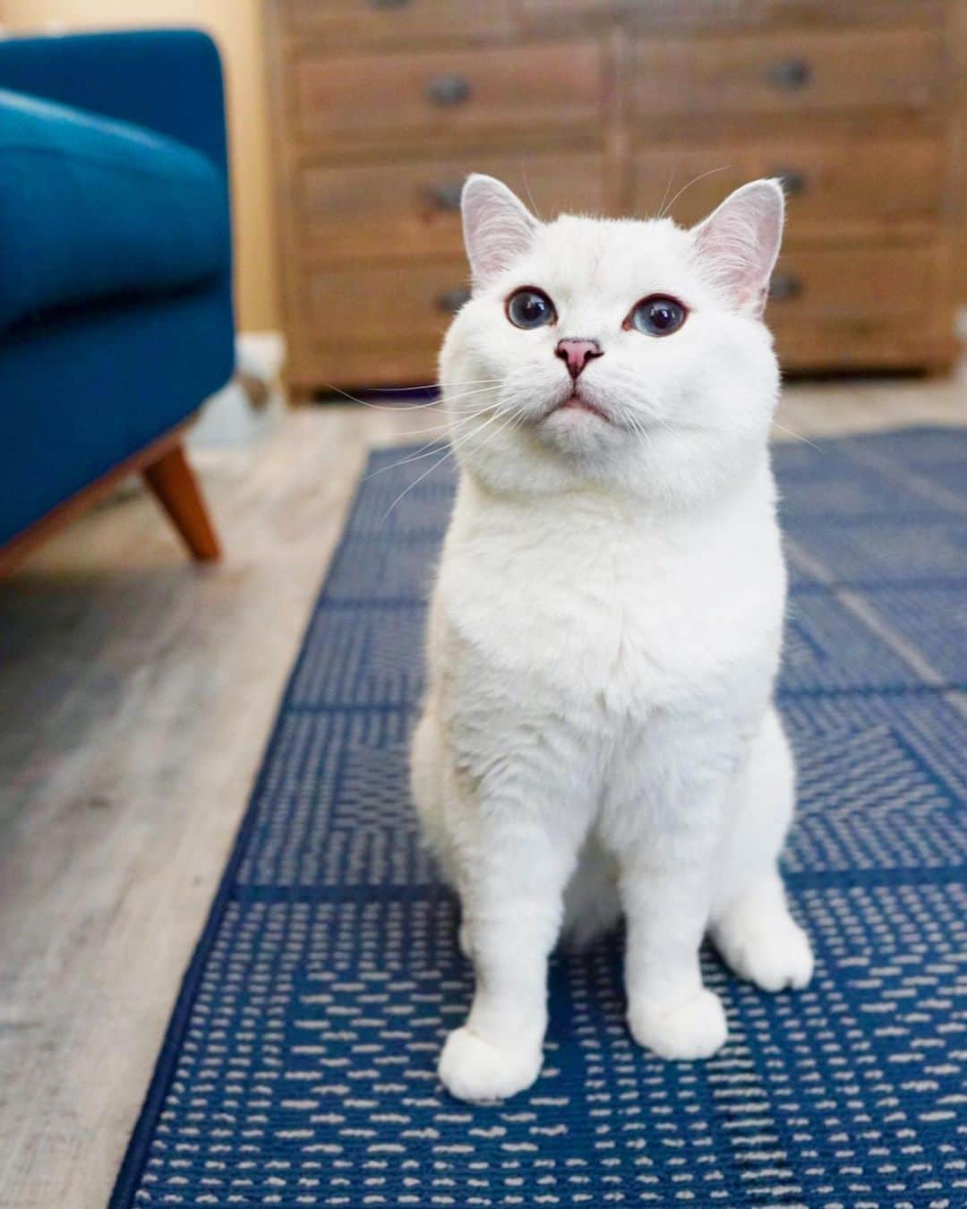 ミスター・ホワイトさんのインスタグラム写真 - (ミスター・ホワイトInstagram)「Blue is definity my color! Did you know @stainmaster carpet can be made into a rug? You can choose from a beautifully curated variety of colors and sizes. It’s perfect for homes that need a touch of carpet without installing it wall to wall. Same great product, but with more flexibility! Link in bio to learn more! #PetProtect #ad」8月1日 5時56分 - white_coffee_cat