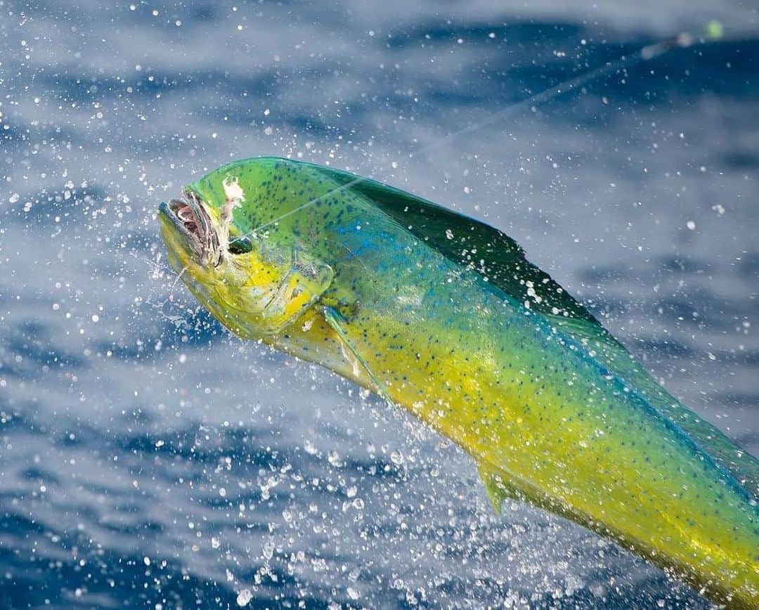 Costa Sunglassesのインスタグラム：「Gulf coast gold...⁠ Catch Costa Pro @drostsportfishpics on our Instagram stories for an afternoon offshore tracking down mahi, cobia, tripletail and king mackerel. Watch it now at the link in our bio. #SeeWhatsOutThere #BornOnTheWater」