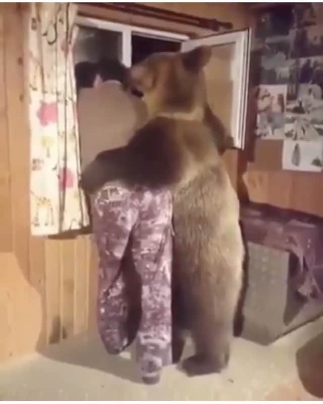 WildLifeのインスタグラム：「😀 🎥 found via @olegtaktarov_official」